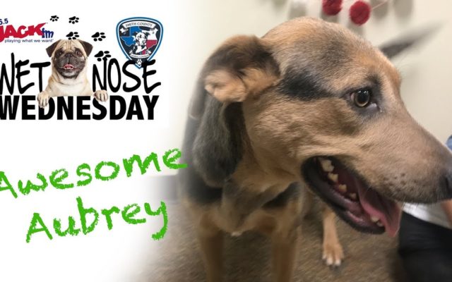 Awesome Aubrey is Cool as a Fan! – #WetNoseWednesday