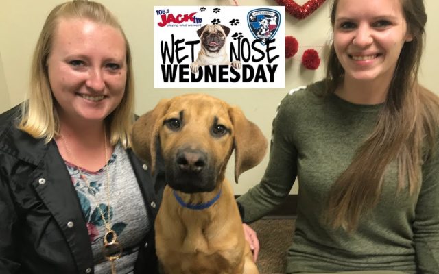 #WetNoseWednesday – Bama Boy will make you WIN V-Day or any day!