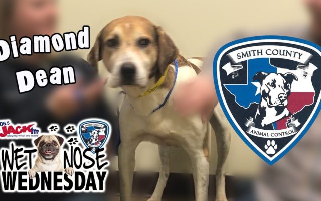 #WetNoseWednesday – Diamond Dean is the Ultimate Porch Pal