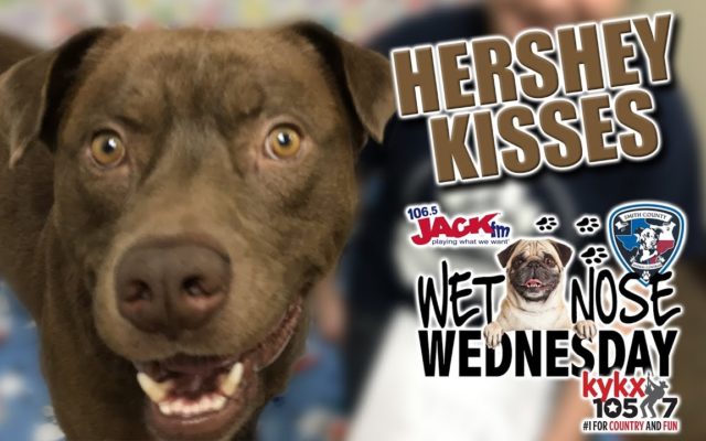 #WetNoseWednesday – How about a Hershey Kiss?