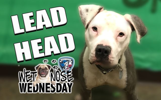 #WetNoseWednesday – Meet this Beefcake Lead Head