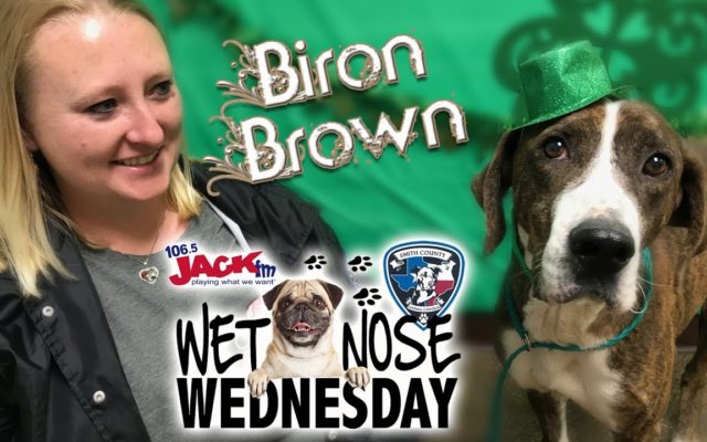 #WetNoseWednesday – Meet Biron