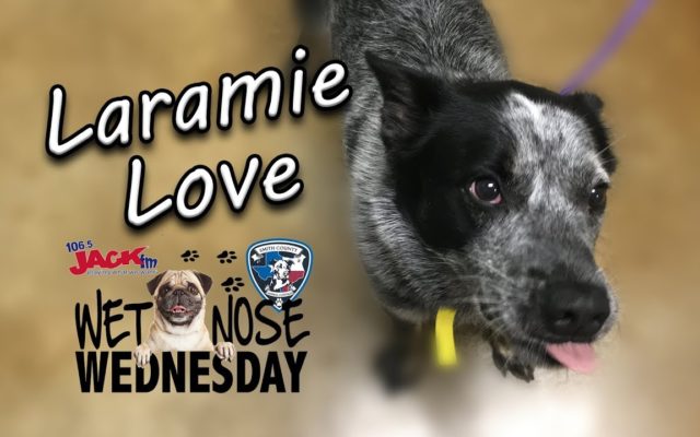 #WetNoseWednesday – Check Out Laramie