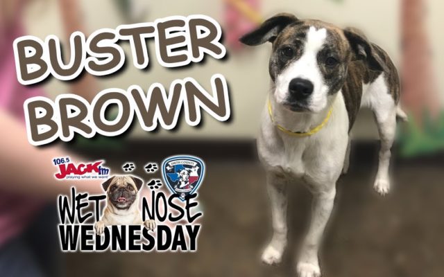 #WetNoseWednesday – Buster Brown