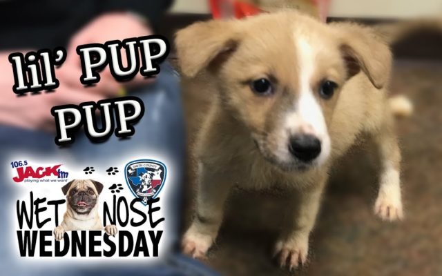#WetNoseWednesday – lil’ Pup Pup is ready for his 1st home