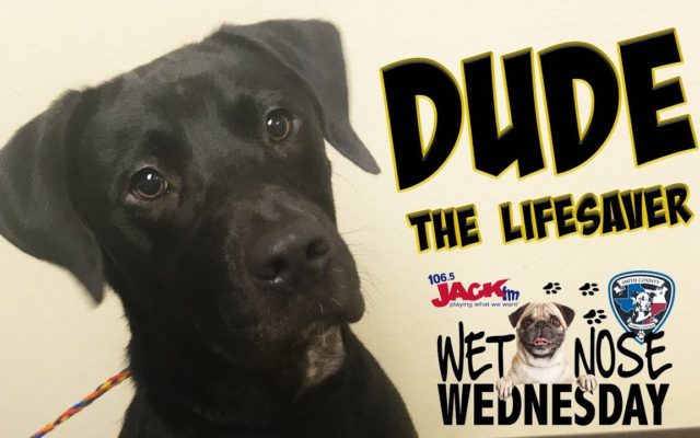 #WetNoseWednesday – Dude the Lifesaver