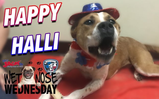 #WetNoseWednesday – Happy Halli is ready to celebrate her new home with you