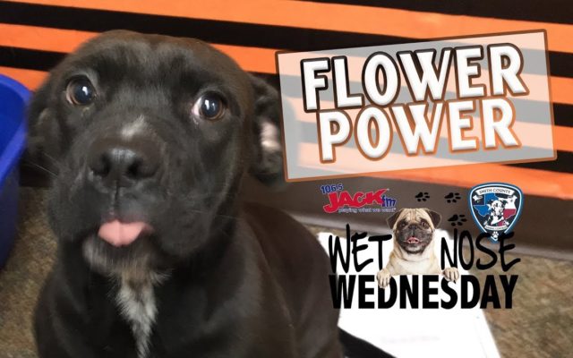 #WetNoseWednesday – Flower is Ready To Come Home With You