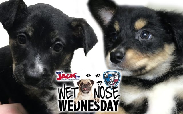 #WetNoseWednesday – Candy & Camry