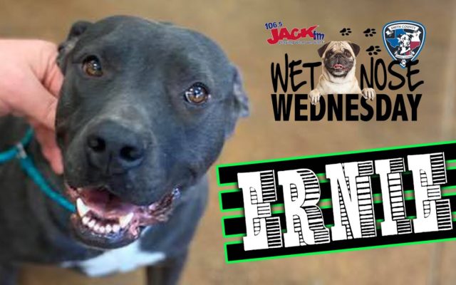 #WetNoseWednesday – Meet Ernie! – ADOPTED