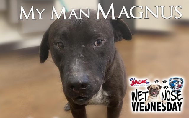 #WetNoseWednesday – My Man Magnus