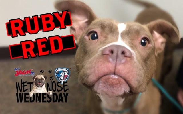 #WetNoseWednesday – Meet Rudy Red