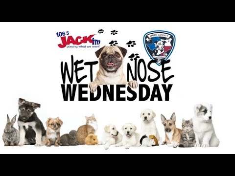 #WetNoseWednesday – Meet Chase